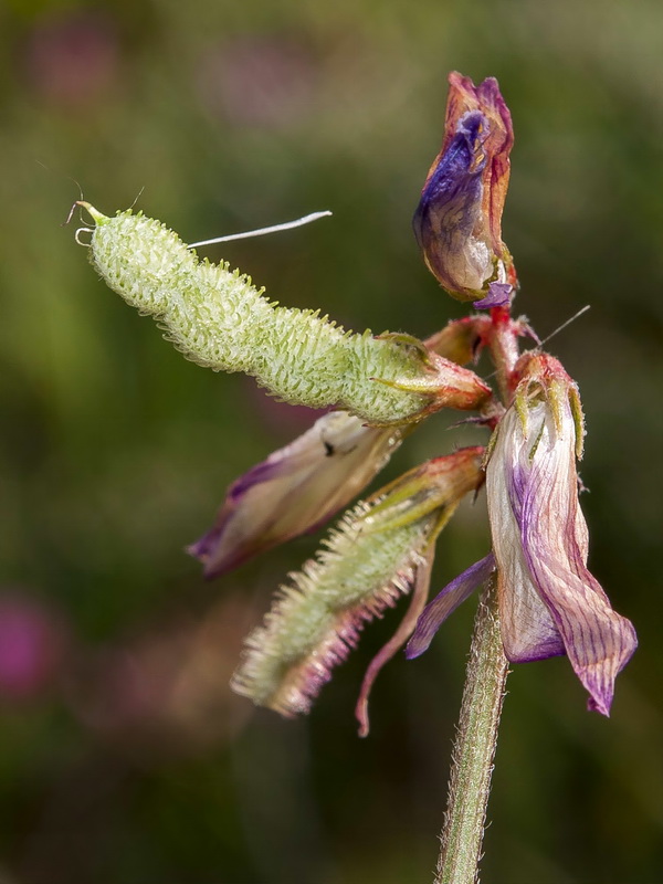 Hedysarum boveanum europaeum.35