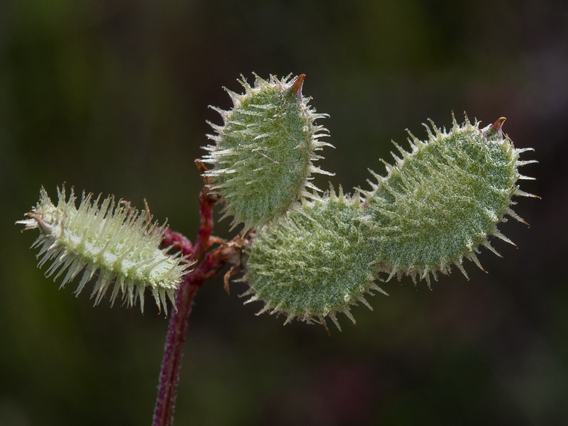 Hedysarum boveanum europaeum.37