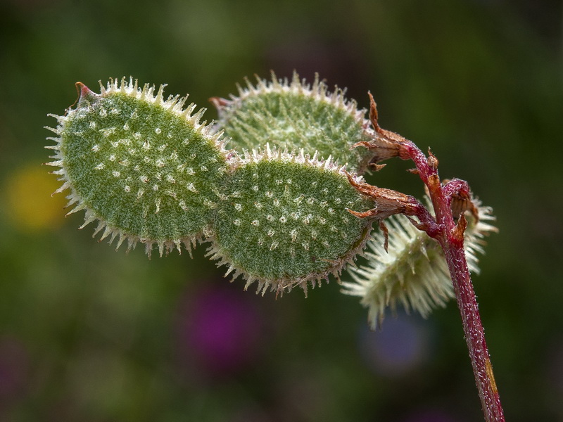 Hedysarum boveanum europaeum.38