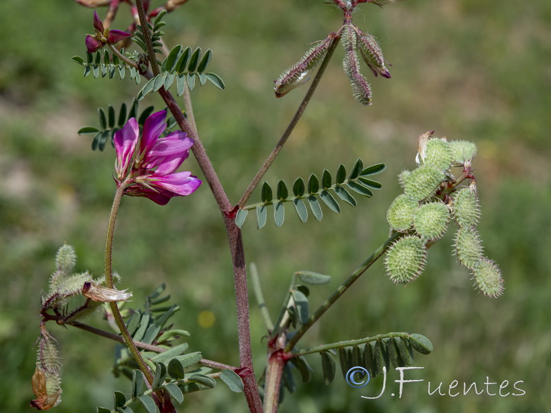 Hedysarum glomeratum.03