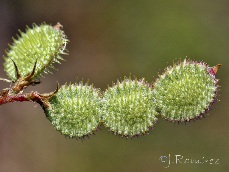 Hedysarum glomeratum.11