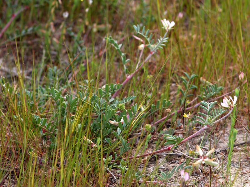 Hedysarum spinosissimum.01