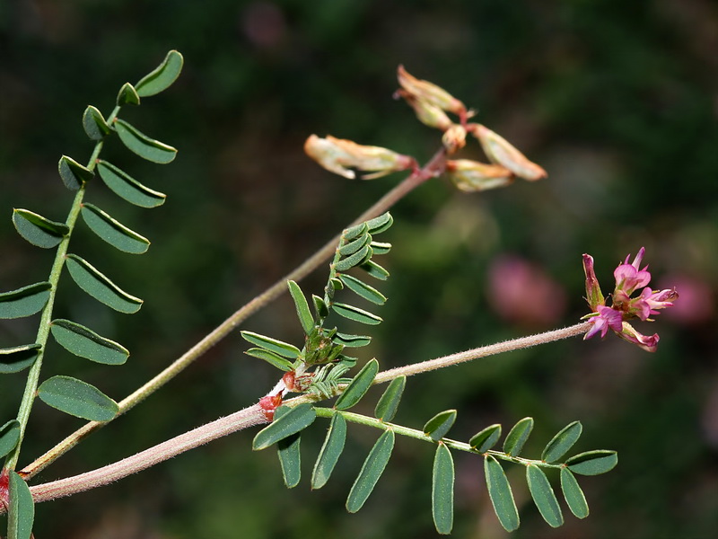 Hedysarum spinosissimum.04