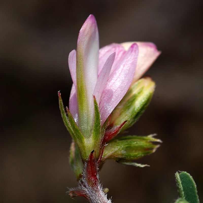 Hedysarum spinosissimum.10