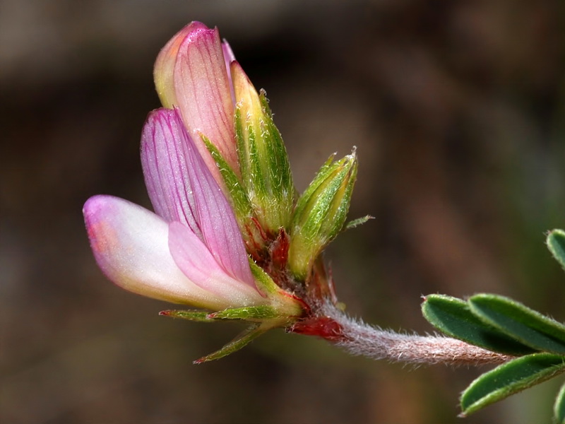 Hedysarum spinosissimum.11