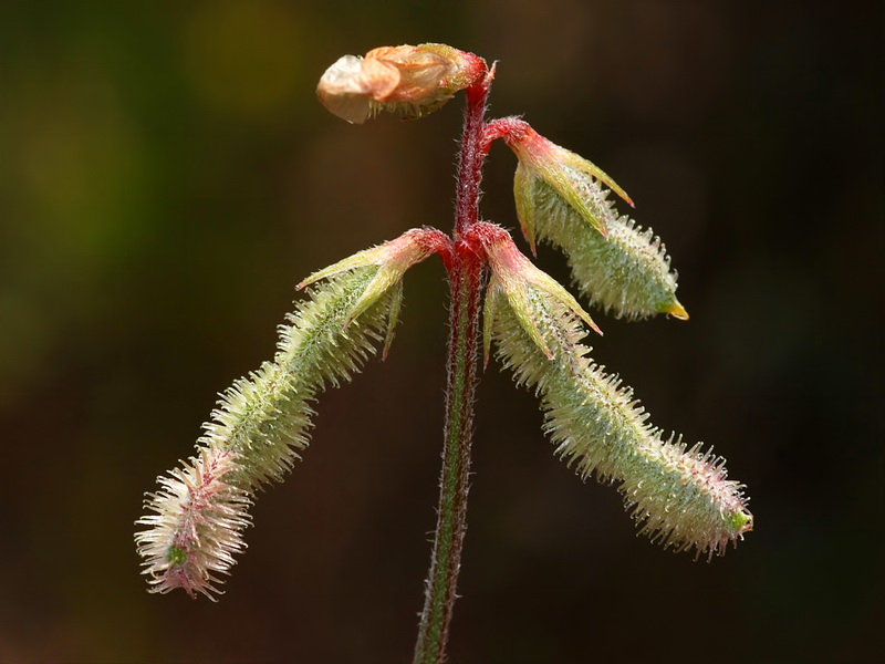 Hedysarum spinosissimum.22