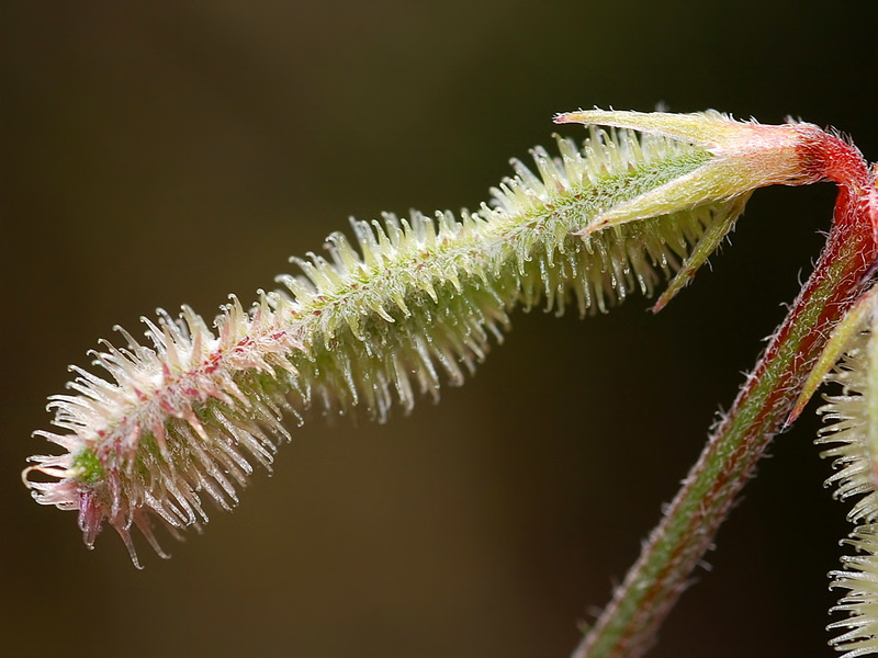 Hedysarum spinosissimum.24