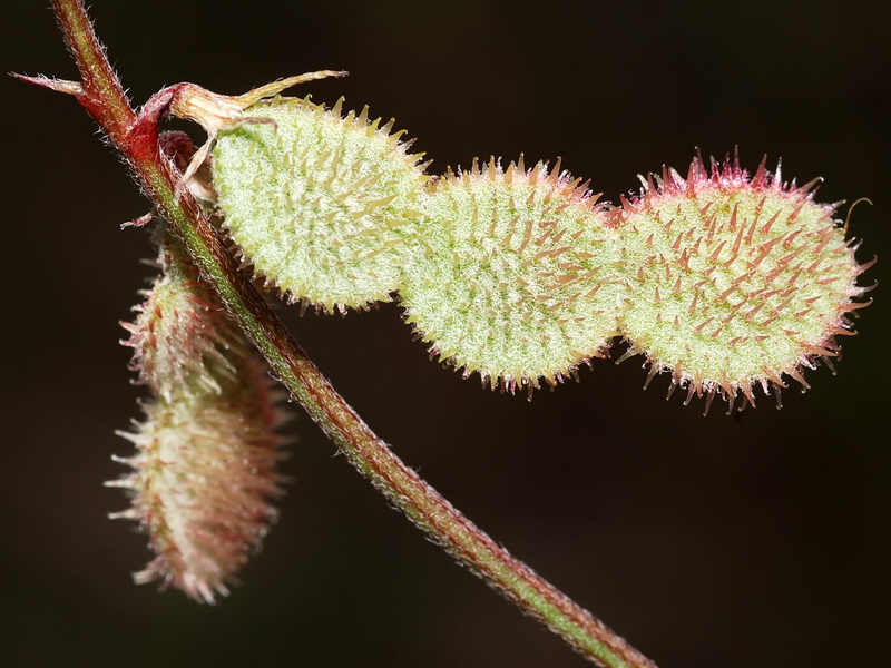 Hedysarum spinosissimum.25