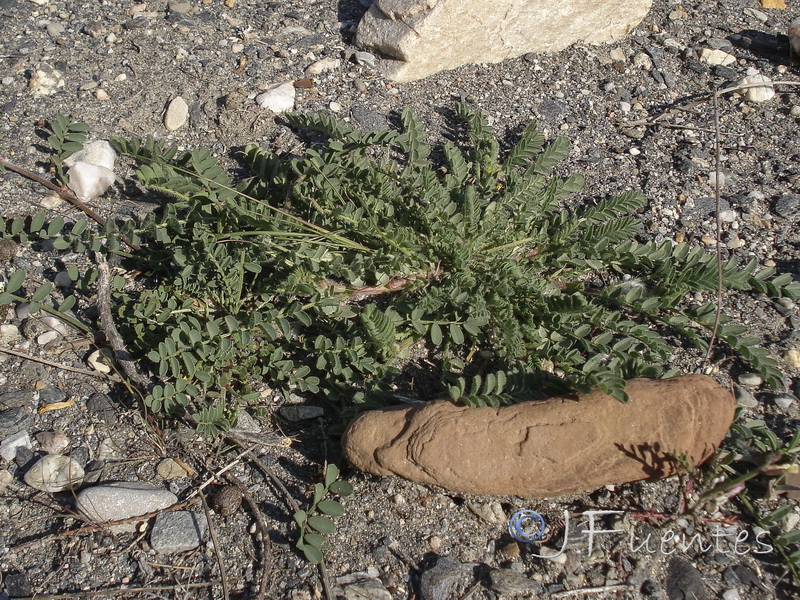 Hedysarum spinosissimum.28