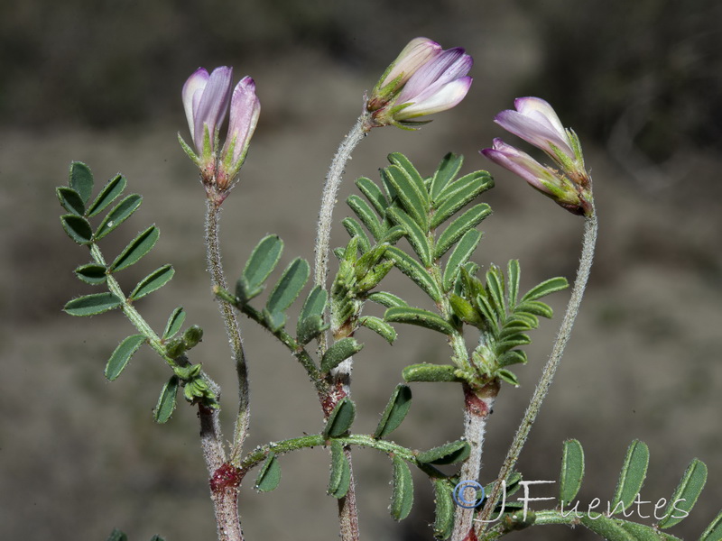 Hedysarum spinosissimum.08