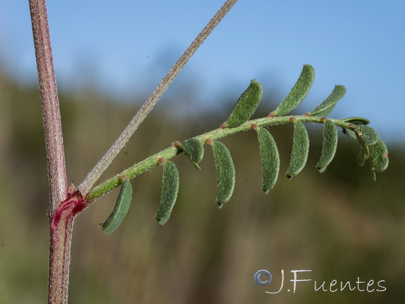 Hedysarum spinosissimum.31