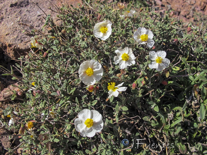 Helianthemum abelardoi.02