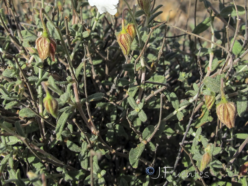 Helianthemum abelardoi.04