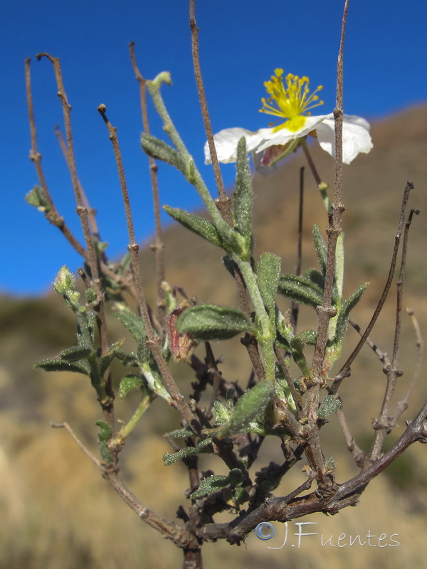 Helianthemum abelardoi.06