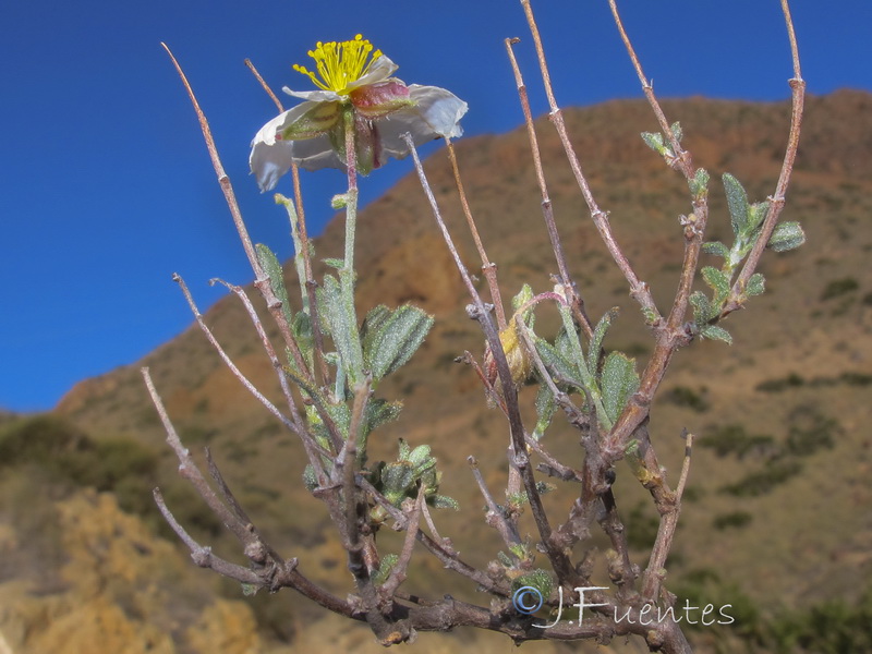 Helianthemum abelardoi.07