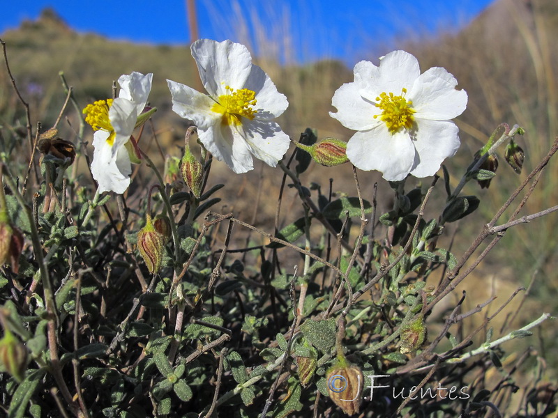 Helianthemum abelardoi.08