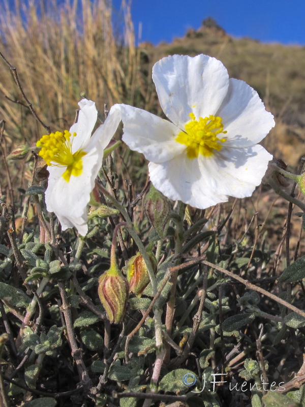 Helianthemum abelardoi.09