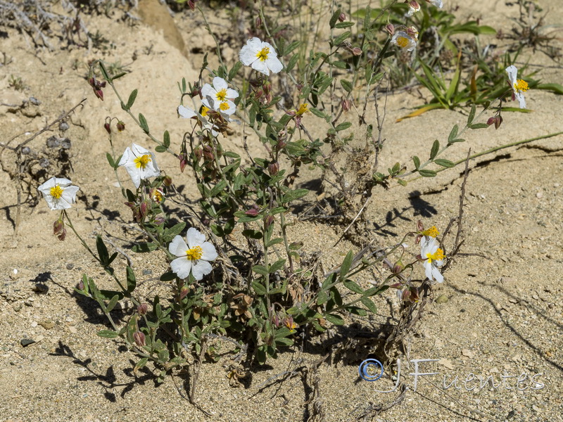 Helianthemum abelardoi.10