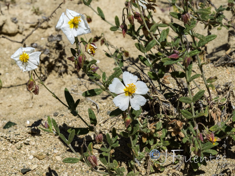 Helianthemum abelardoi.12