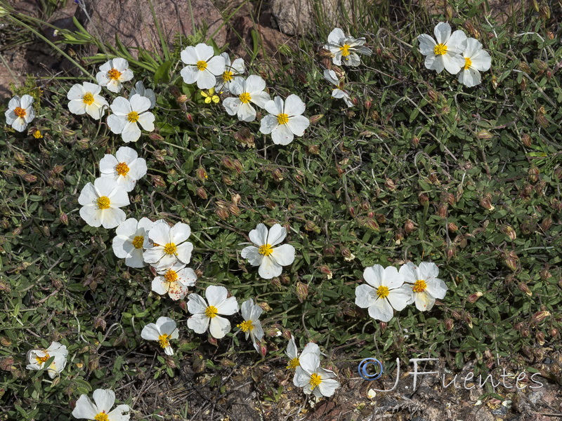 Helianthemum abelardoi.13