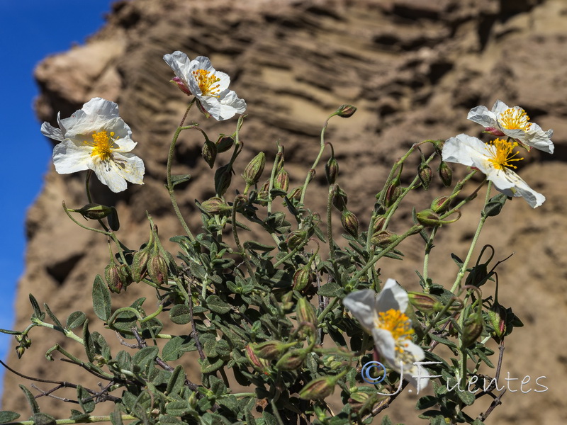 Helianthemum abelardoi.17