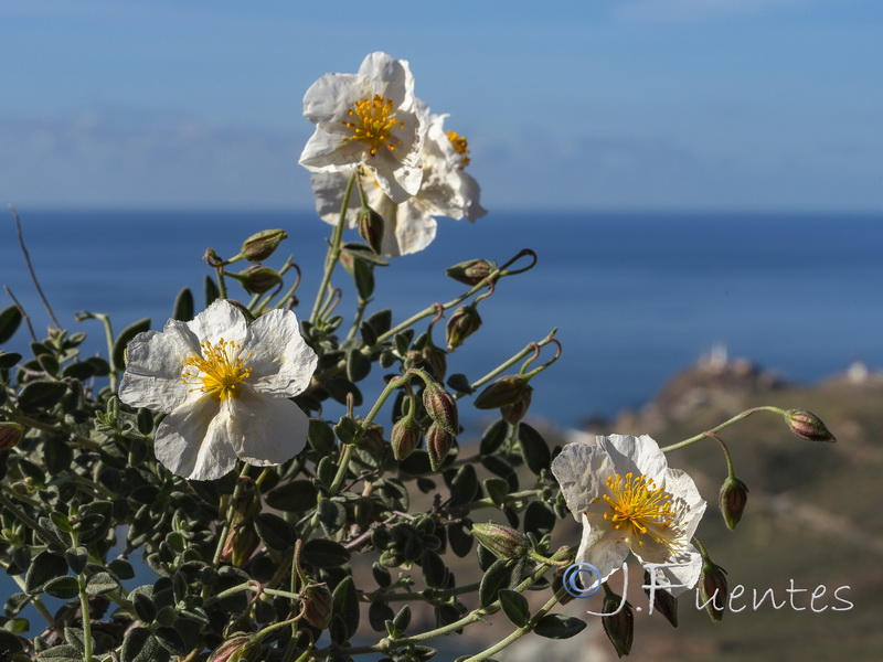 Helianthemum abelardoi.18