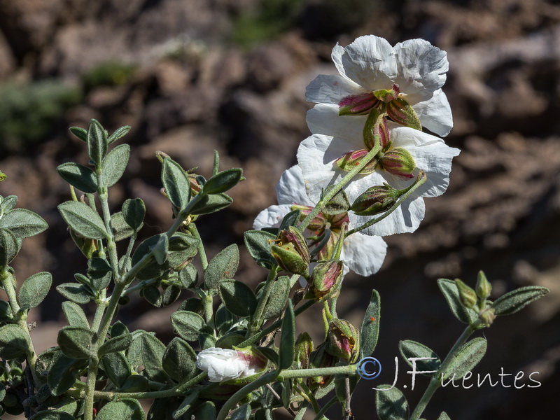 Helianthemum abelardoi.21