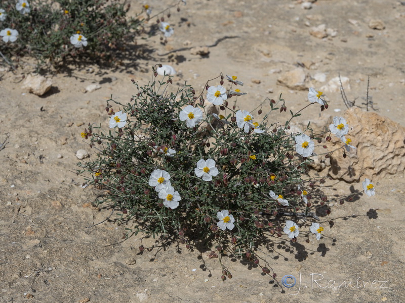 Helianthemum abelardoi.01