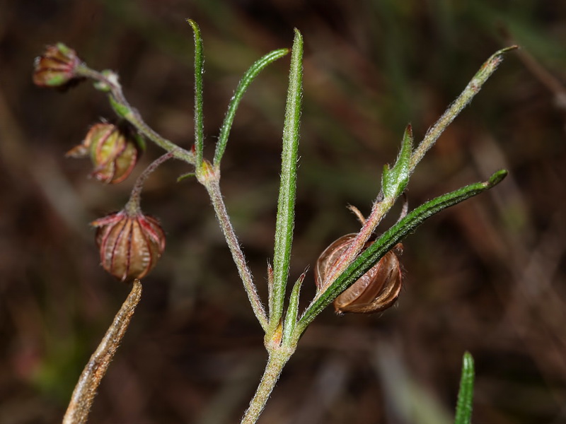 Helianthemum aegyptiacum.03