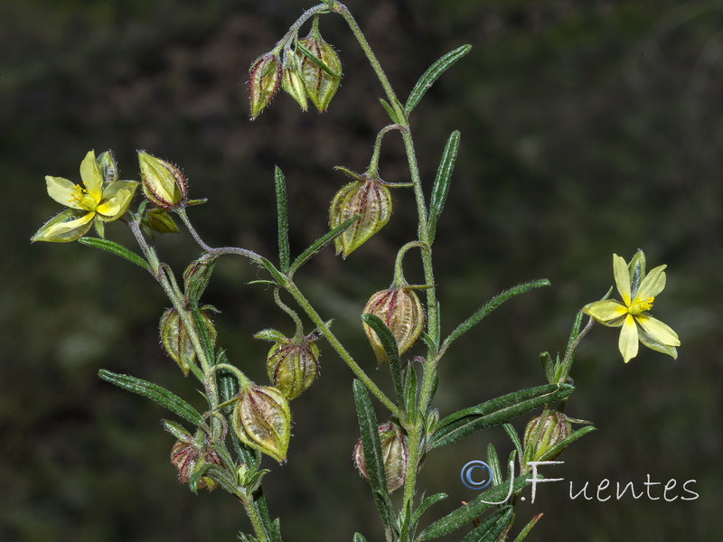 Helianthemum aegyptiacum.08
