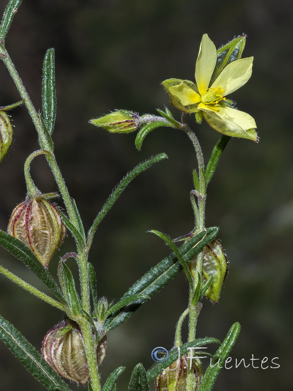 Helianthemum aegyptiacum.11