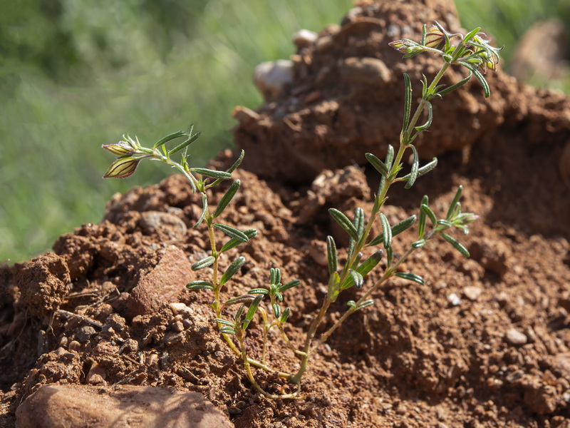 Helianthemum aegyptiacum.14