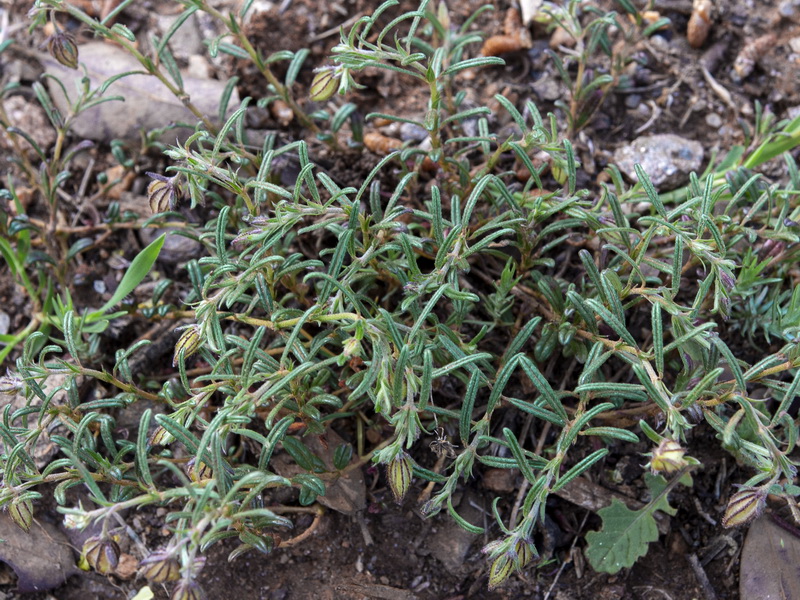 Helianthemum aegyptiacum.15