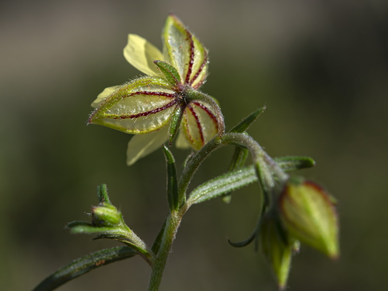Helianthemum aegyptiacum.16