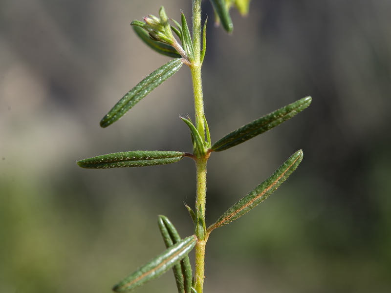 Helianthemum aegyptiacum.17