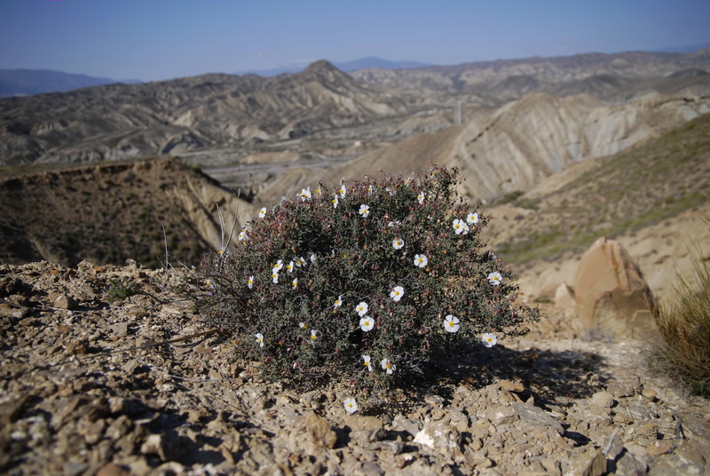 Helianthemum almeriense.01