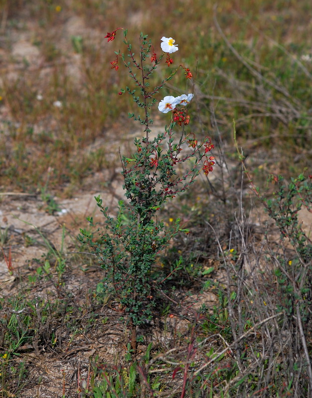 Helianthemum almeriense.02