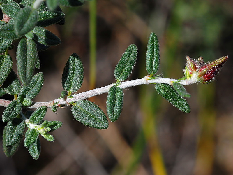 Helianthemum almeriense.04