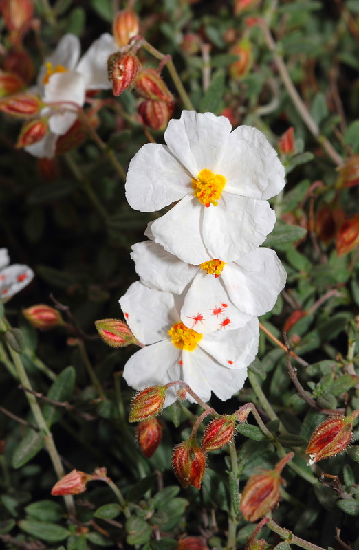 Helianthemum almeriense.08