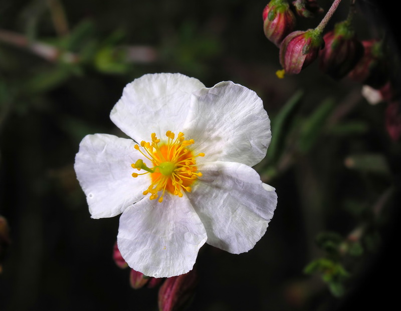 Helianthemum almeriense.11