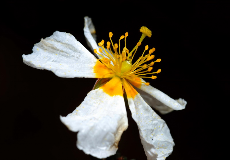 Helianthemum almeriense.13