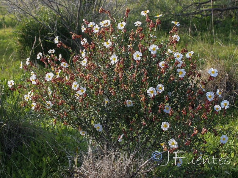 Helianthemum almeriense.22