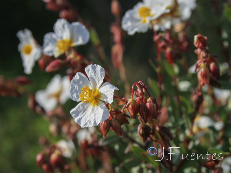 Helianthemum almeriense.23