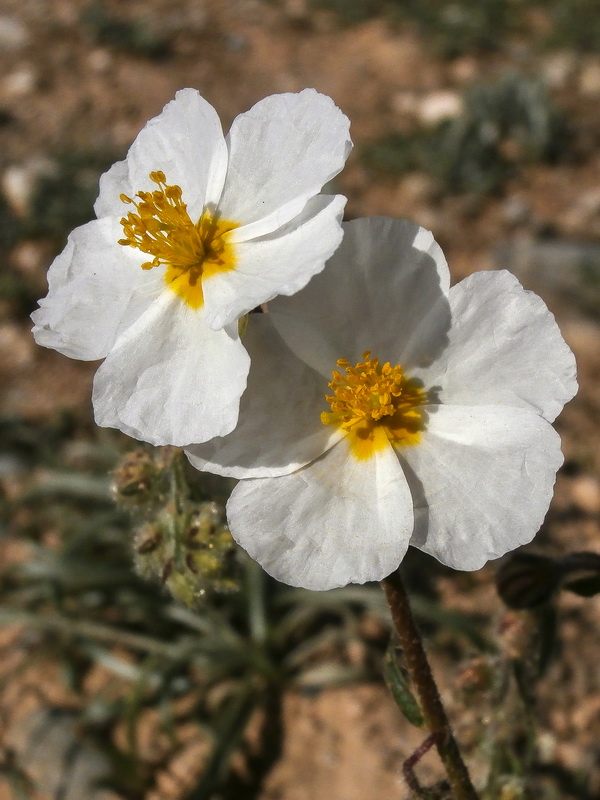 Helianthemum almeriense.24