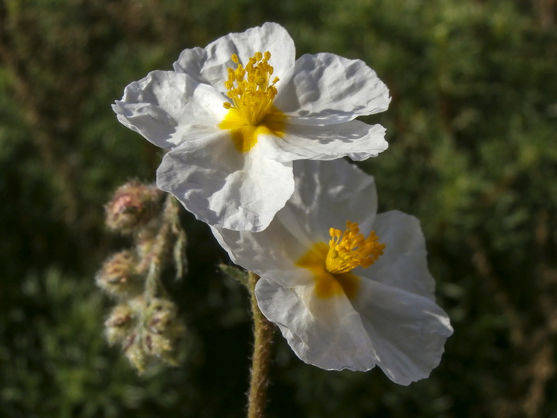 Helianthemum almeriense.25