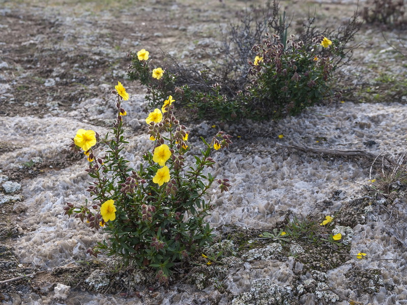 Helianthemum alypoides.01