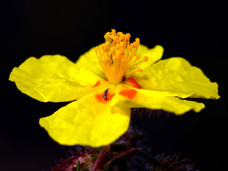 Helianthemum alypoides.04