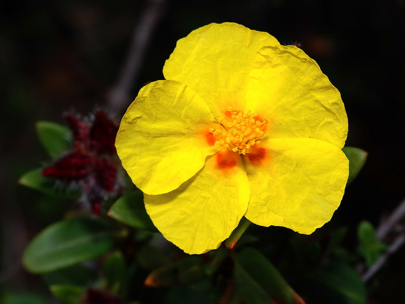 Helianthemum alypoides.05