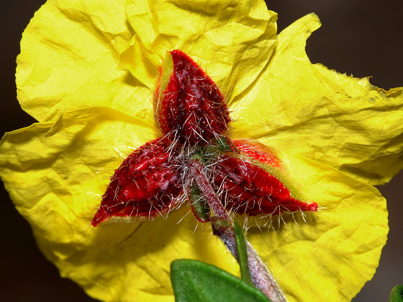 Helianthemum alypoides.06