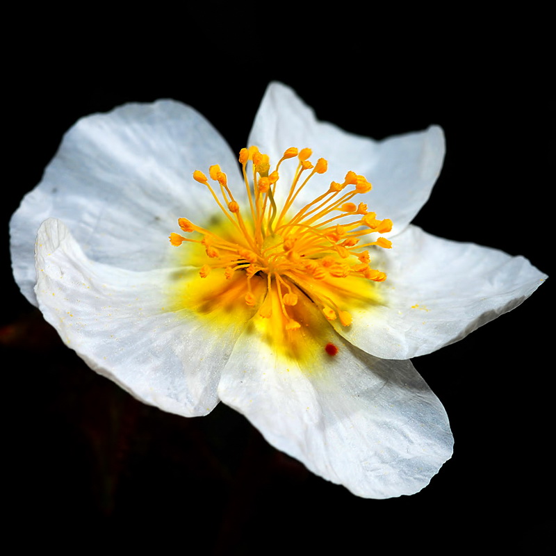 Helianthemum alypoides.07